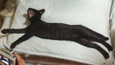 黒猫ナノ