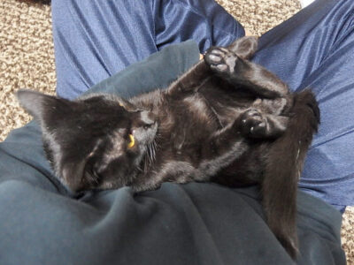 膝の上の黒猫