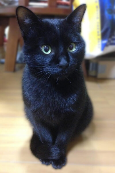 しっぽマフラーの黒猫