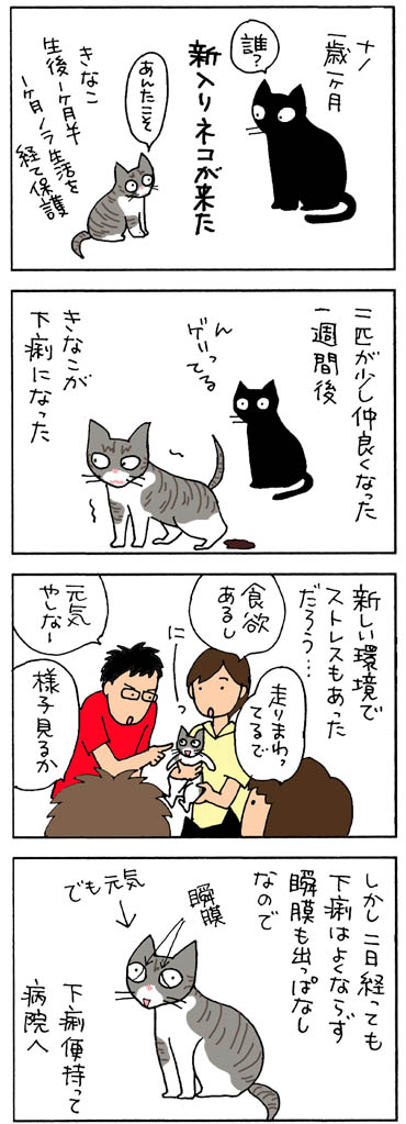 コクシジウム発症の猫漫画