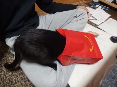 ハンバーガーの袋に入る黒猫