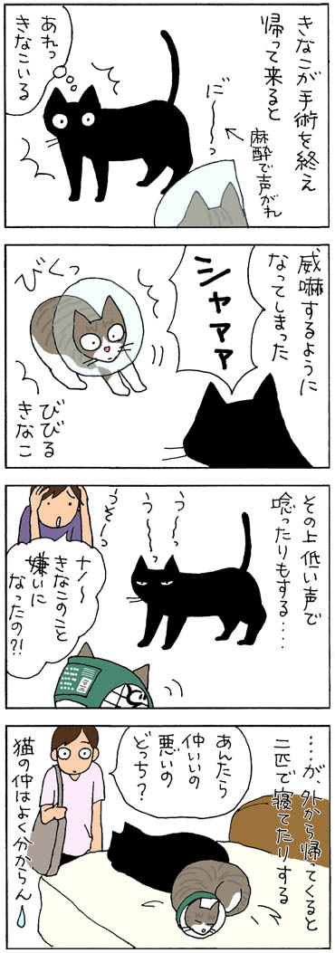 威嚇する猫の4コマ漫画