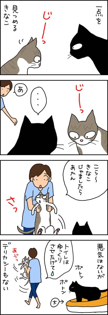 トイレを見つめる4コマ猫漫画