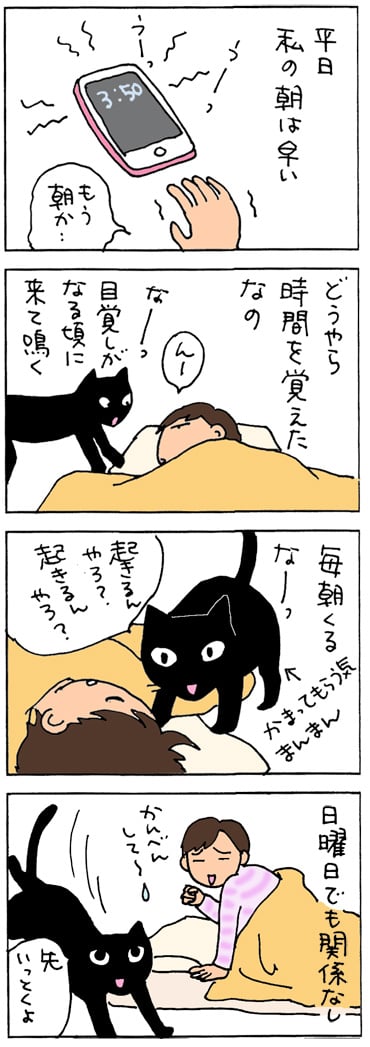 曜日関係なくお越しに来る猫の4コマ猫漫画