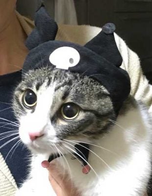 猫のかぶりものをかぶったきなこ