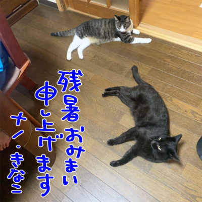 床に寝そべる猫