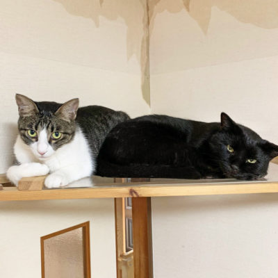 キャットタワーの上で寝る２匹の猫