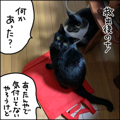 振り返る黒猫