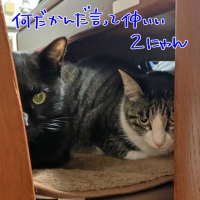 覗く黒猫とキジシロ