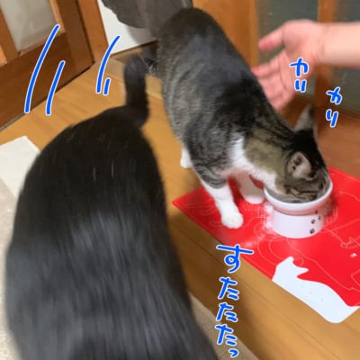 猫のエサ強奪