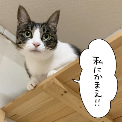 上から見下ろすキジシロ猫のきなこ