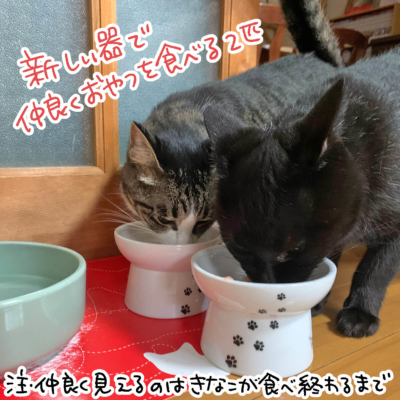 2匹で並んでエサを食べる黒猫ナノとキジシロ猫きなこ