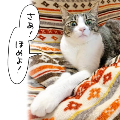 ほめられ待ちのキジシロ猫きなこ