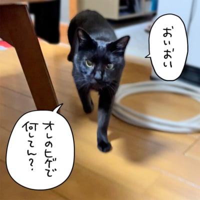 正面から歩いてくる黒猫ナノ