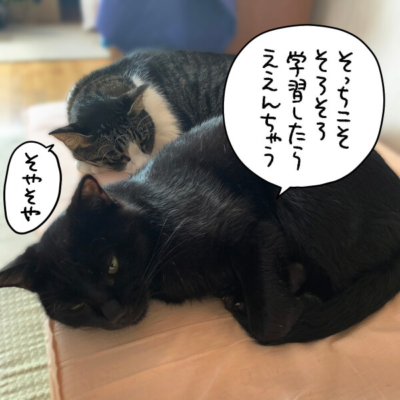 2匹で丸まる黒猫ナノとキジシロ猫きなこ