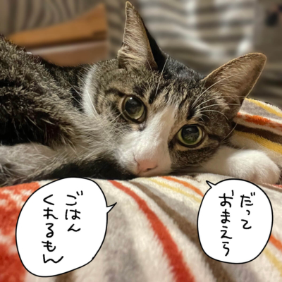 見つめるキジシロ猫きなこ