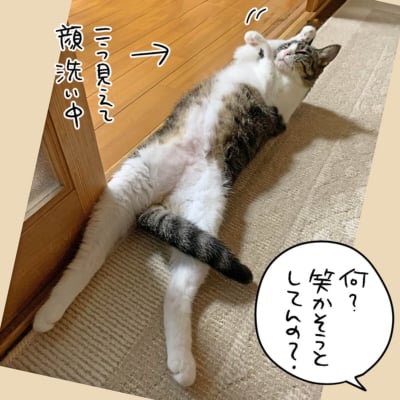 顔洗うきなこ