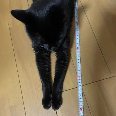黒猫の体長を測る