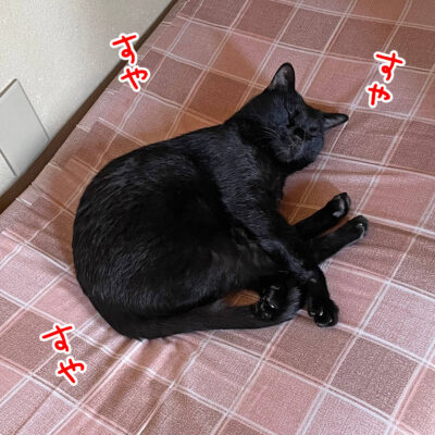 マットで寝る黒猫