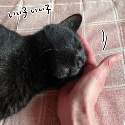 いい子いい子される黒猫