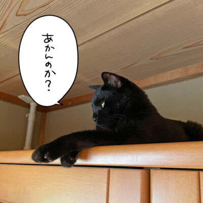 タンスの上の黒猫