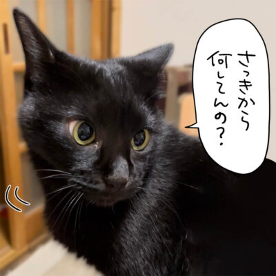 振り向く黒猫