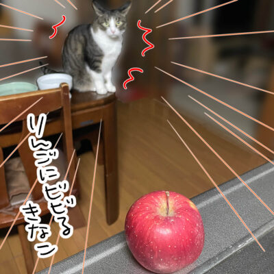 リンゴにビビる猫