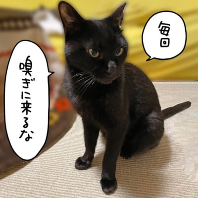 黒猫ナノ