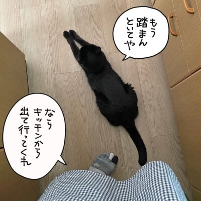 邪魔する黒猫