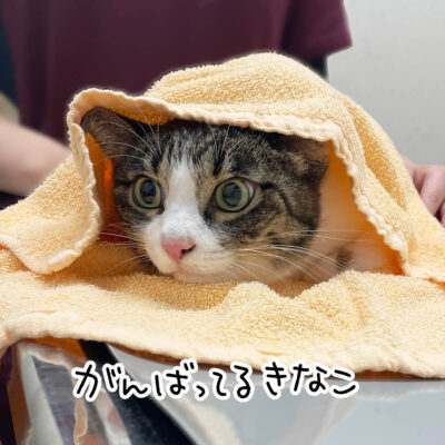 診察台のキジシロ猫