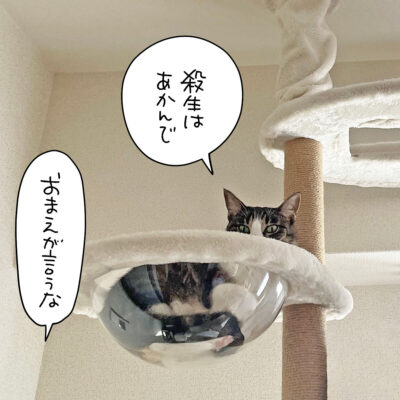 キャットタワーのキジシロ猫