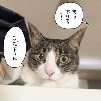 冷蔵庫の上の猫