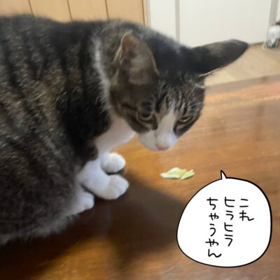 レタスを食べる猫