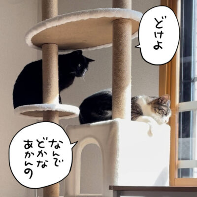 キャットタワーの上の猫2匹