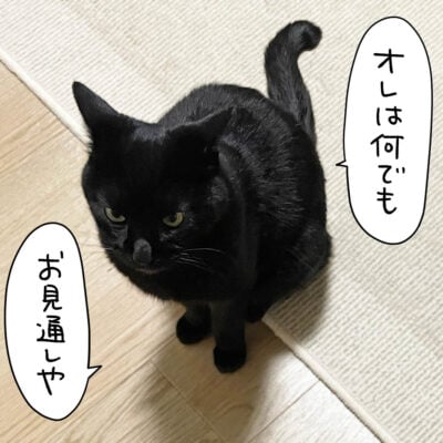 背後に忍び寄る黒猫