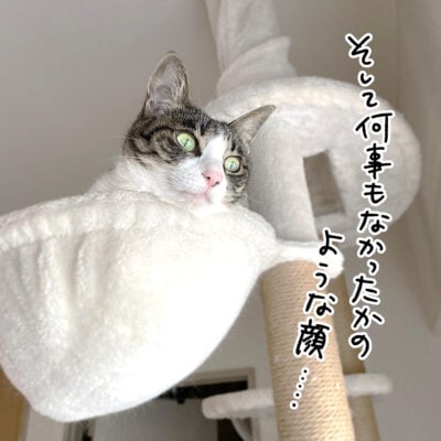 キャットタワーの上のきなこ