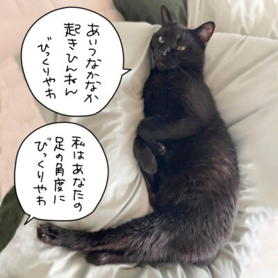 変な寝相の黒猫