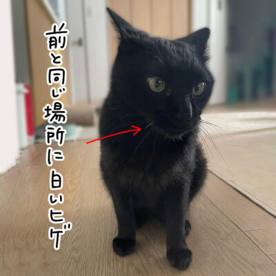 白い髭が生えた黒猫