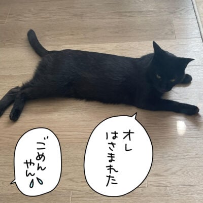 黒猫