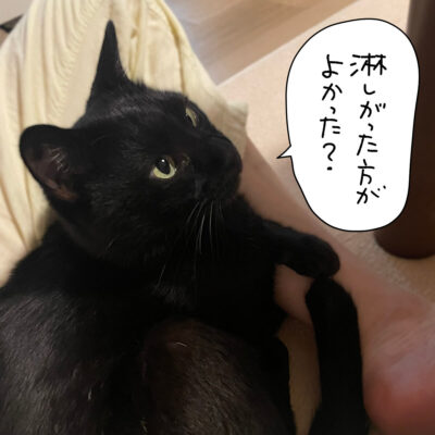 黒猫写真