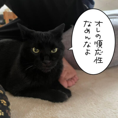 黒猫ナノの写真