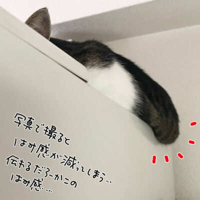 肉の垂れた猫