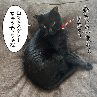 白ヒゲのある黒猫