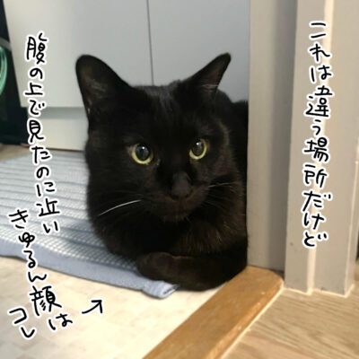 キュルン顔の黒猫