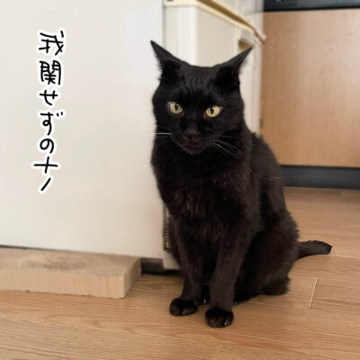 黒猫