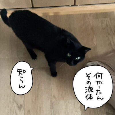 黒猫