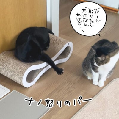 黒猫とキジ白猫