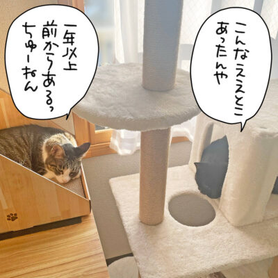 キャットタワーのナノときなこ