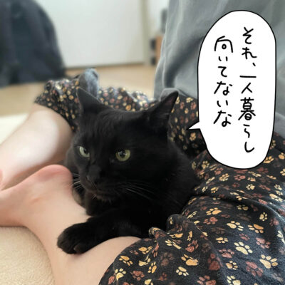 膝の中の黒猫