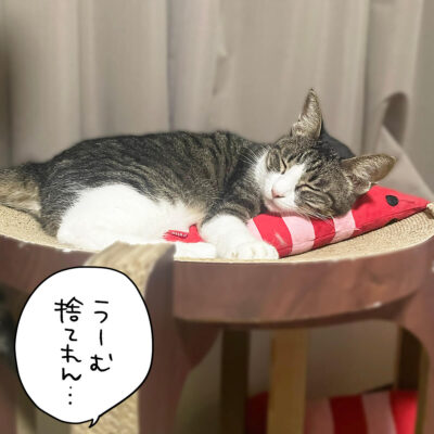 蹴りぐるみと寝るキジシロ猫